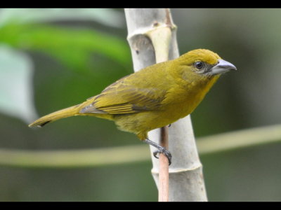 Female Hepatic Tanager
