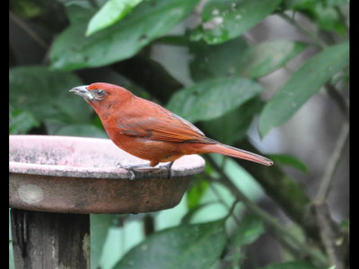 Male Hepatic Tanager