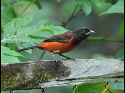 Female Crimson-backed Tanager