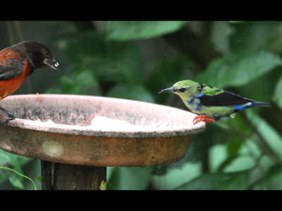 Female Hepatic Tanager and molting male Red-legged Honeycreeper