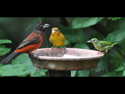 Female Scarlet-backed Tanager (L) and female Red-legged Honeycreeper (R), but what is that bird in the middle?