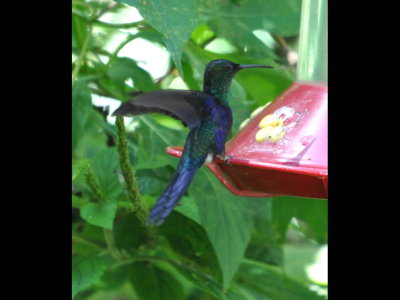 Male Violet-crowned Woodnymph