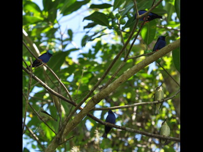 Can you find the seven Red-legged Honeycreepers? Hint: three are females.