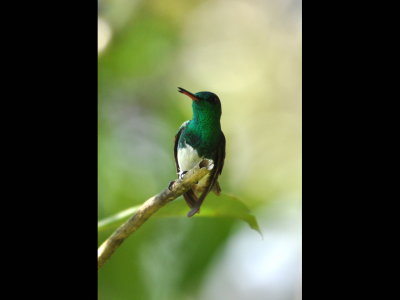 Snowy-bellied Hummingbird