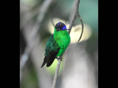 Violet-capped Hummingbird