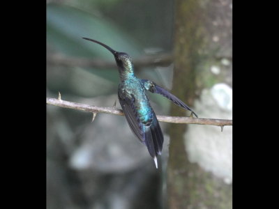 Green Hermit Hummingbird