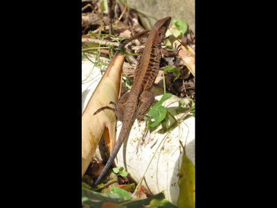 Lizard in the garden--Whiptail?