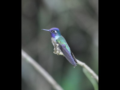 Male Violet-headed Hummingbird