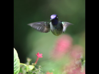 Violet-headed Hummingbird hovering over a Penta flower