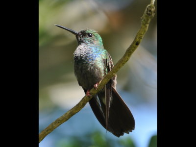 Is this a Blue-chested Hummingbird? Why does it have the bright pink feet of a Bronze-tailed Plumeleteer?