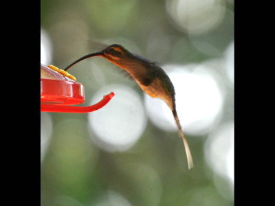 Long-billed Hermit hummingbird