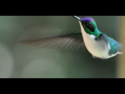 My one photo of the Purple-crowned Fairy hummingbird