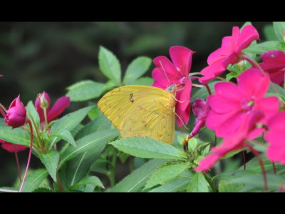 Sulphur butterfly on flowers in the yard