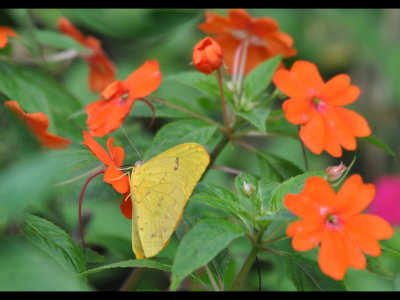 Sulphur butterfly