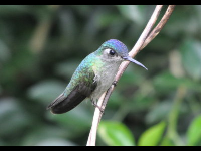 Female Violet-capped Hummingbird