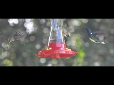 Long-billed Hermit (L), possible female Violet-capped (C), and male White-necked Jacobin (R) hummingbirds