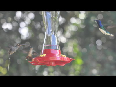 Long-billed Hermit (L), possible female Violet-capped (C), and male White-necked Jacobin (R) hummingbirds