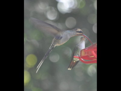 Long-billed Hermit and female Violet-capped hummingbirds