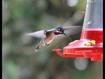 Long-billed Starthroat hummingbird