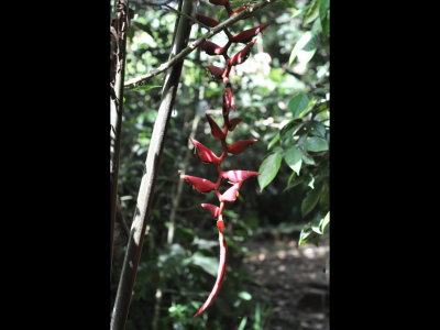 Some of us took a walk down the trail next to the house to look for the White-tipped Sicklebill hummingbird which likes this Heliconia flower.