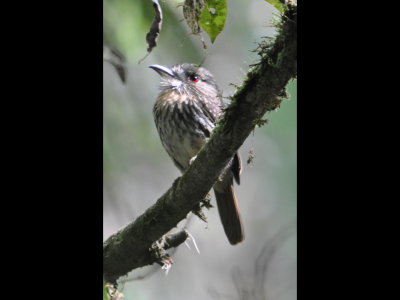 Along the way we spotted this White-whiskered Puffbird.