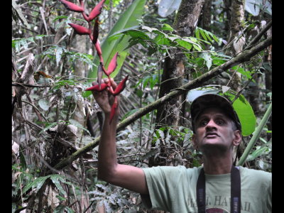 Kannan points out the Heliconia flower the sicklebill hummingbird likes.