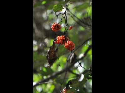 Berries on a vine