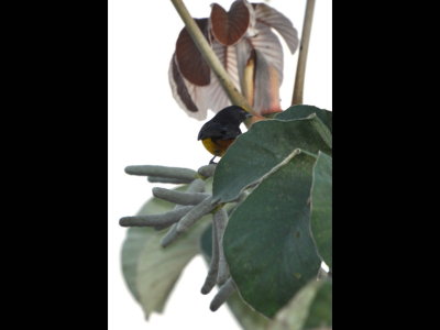 A male Fulvous-vented Euphonia on seed pods of the Cecropia tree 