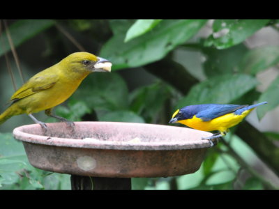 Female Hepatic Tanager and male Thick-billed Euphonia