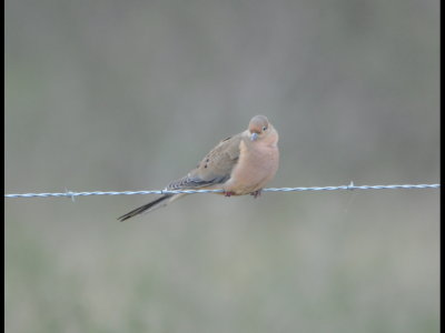 Mourning Dove along the highway NW of Refugio, TX