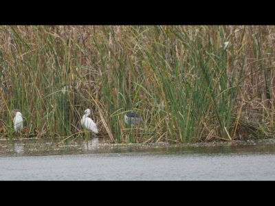 We stopped at Goose Island State Park and saw several egrets and night-herons in the reeds on the edge of a small pond.