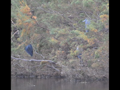Little Blue Herons on pond at Goose Island State Park, TX
