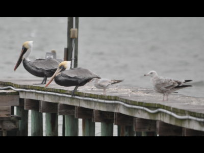 Two Brown Pelicans, an immature Ring-billed Gull and Herring Gull, Fulton, TX