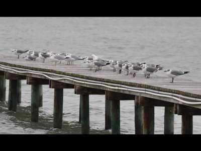 Laughing Gulls and Ring-billed Gulls