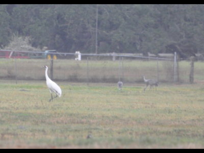 Our first good look at a Whooping Crane and three Sandhill Cranes at Goose Island State Park, Fulton, TX