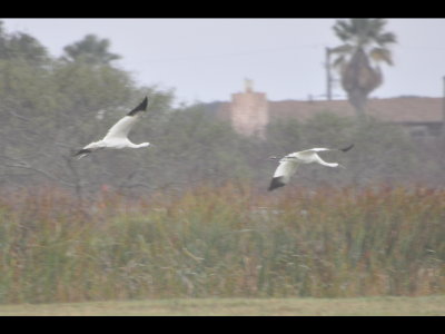 Two adult Whooping Cranes in flight