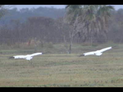 Two adult Whooping Cranes