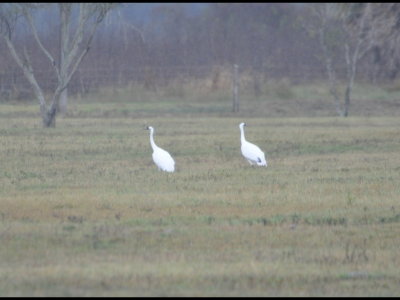 Two adult Whooping Cranes, Goose Island State Park, Fulton, TX