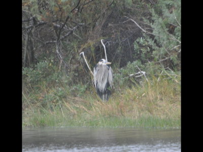Great Blue Heron at the same pond