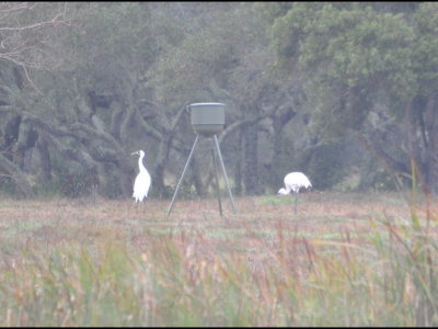 Two more adult Whooping Cranes at a feeder in a yard at Goose Island State Park, TX