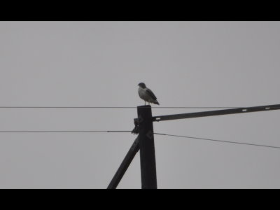 White-tailed Hawk on a power pole along Highway 77, driving to Brownsville, TX