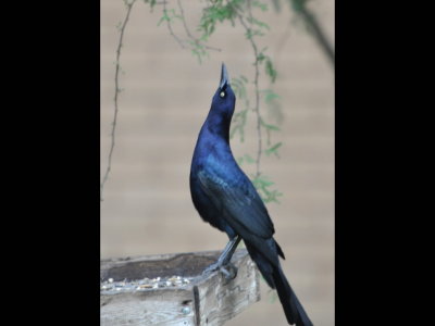 Great-tailed Grackle on a feeder at the visitor center at Resaca de la Palma State Park, Brownsville, TX