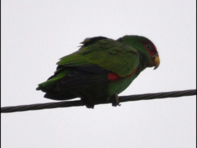 White-fronted Parrot on wire at Oliveira Park, Brownsville, TX