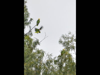 Three Yellow-headed Parrots, Oliveira Park, Brownsville, TX