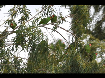 Red-crowned Parrots, Oliveira Park, Brownsville, TX