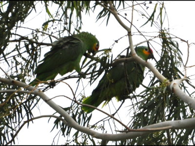 Red-lored Parrots