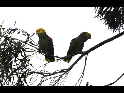 Two Yellow-headed Parrots
