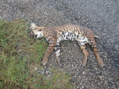 We thought this dead cat was an Ocelot along the highway to Brownsville, TX, but the folks at Laguna Atascosa NWR said it was a southwestern morph of Bobcat.