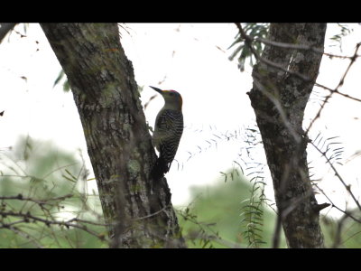 Golden-fronted Woodpecker at Sabal Palm Sanctuary, TX