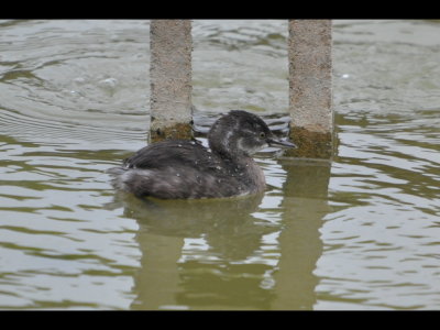 Least Grebe